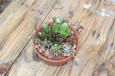 a plant in a pot on a wooden table at Amru Guesthouse B&B in Brackenfell