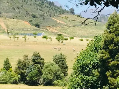 a group of animals grazing in a field with trees at Winelands guest room in Stellenbosch