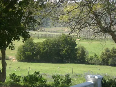 a field with a herd of animals grazing in the grass at Winelands guest room in Stellenbosch