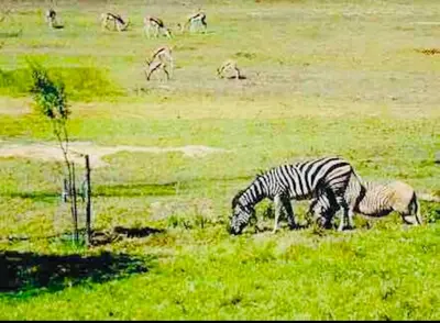 a zebra and other animals grazing in a field at Winelands guest room in Stellenbosch