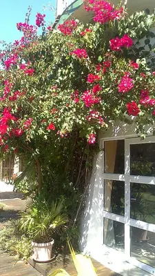 a window with pink flowers on the side of a building at Cape Oasis Guesthouse in Bloubergstrand