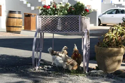 a group of chickens standing under a white chair at Middelplaas Paarl Guesthouse in Paarl