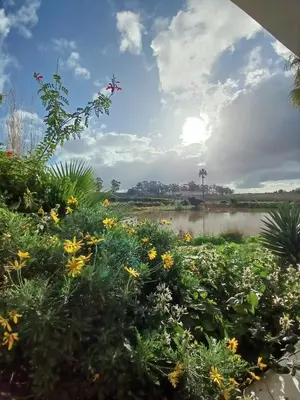 a field of flowers with a river in the background at Middelplaas Paarl Guesthouse in Paarl