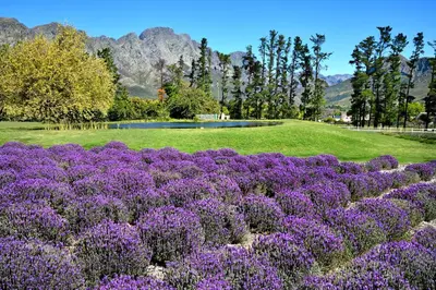 a field of purple flowers in a park at Lavender Farm Boutique Guest House in Franschhoek