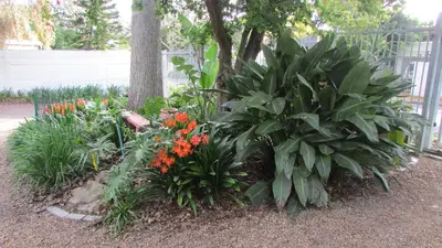 a garden with flowers and plants in front of a tree at Pinewoods Rest in Somerset West