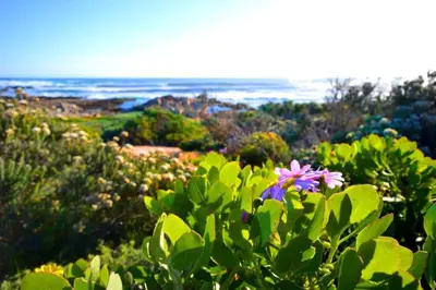 a pink flower on a bush with the ocean in the background at SAFFRON COTTAGE in Hermanus