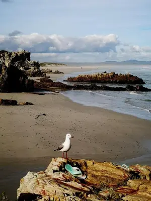 a bird sitting on a rock on a beach at Troon Beach Cottage Hermanus in Hermanus