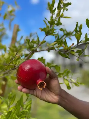 a hand holding a pomegranate hanging from a tree at Santé Wellness Retreat & Spa in Paarl
