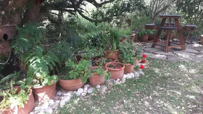a bunch of plants in pots in a garden at Gogo's garden apartment in Pringle Bay