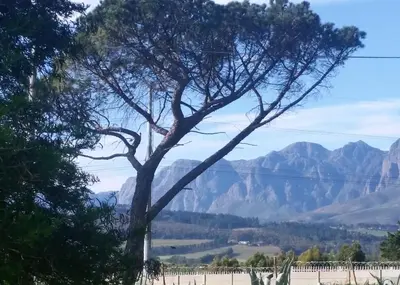 a tree in a field with mountains in the background at Weavers' Cottage in Gordonʼs Bay
