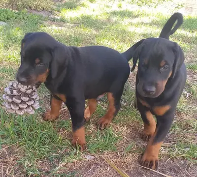 two black and brown dogs standing in the grass at Weavers' Cottage in Gordonʼs Bay