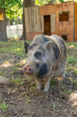 a small gray pig standing in the grass at Caledon Grace Guesthouse in Caledon