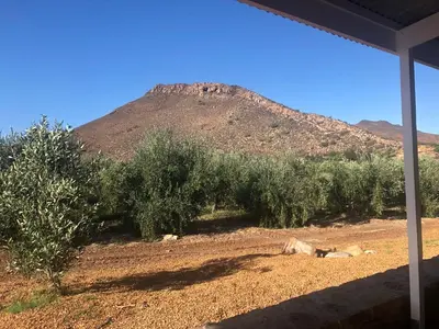 a mountain with a bunch of olive trees in the foreground at Riverbend Farm in Robertson