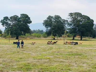 two people walking in a field with a herd of horses at Witzenberg Guest Farm in Wolseley