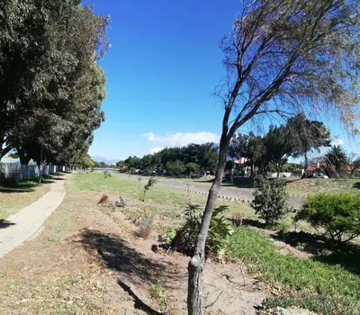 a tree in a field next to a road at Coons Cove in Cape Town