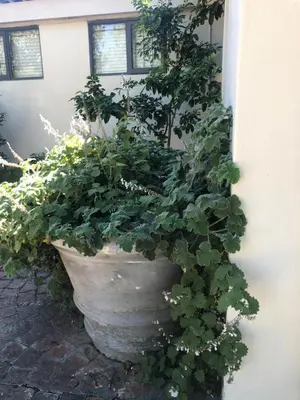 a large plant in a large pot next to a building at Just a Bed parking on street in Stellenbosch