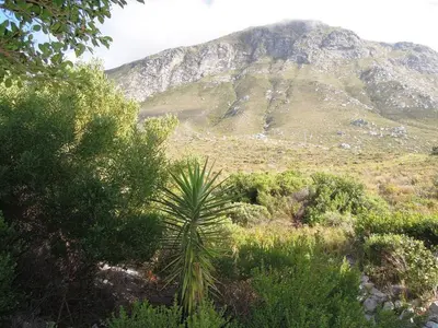 a mountain in the distance with a palm tree in the foreground at Mountain Mist in Bettyʼs Bay