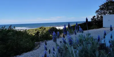 a bunch of purple flowers on a beach at Beach Villa Apartment in Hermanus