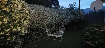 two chairs sitting in a yard next to a hedge at Jasmine Cottage - Fast Wi-Fi, slow living in Hermanus