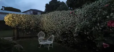 two chairs sitting in the grass in a garden at Jasmine Cottage - Fast Wi-Fi, slow living in Hermanus