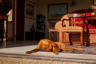 a brown dog laying on a rug in a living room at Casa Mori House in Stellenbosch
