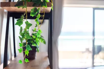 a green plant hanging from a table next to a window at Sea Spray B403 by CTHA in Bloubergstrand