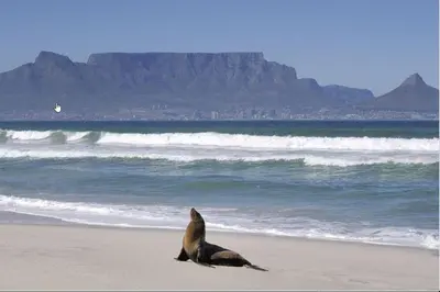 a seal sitting on the beach near the ocean at Sea Spray in Bloubergstrand