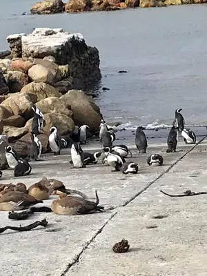 a group of penguins sitting on the beach at Silverdunes - Seaview in Bettyʼs Bay