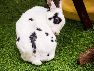 a black and white rabbit sitting on the grass at The Noble Lodge in Cape Town