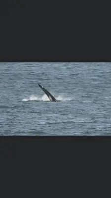 a dolphin tail sticking out of the water at Bungalow by the sea near Cape Town in Kleinmond