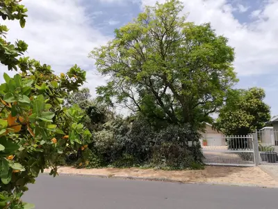 a large tree in front of a house at Little Elm Cottage in Cape Town