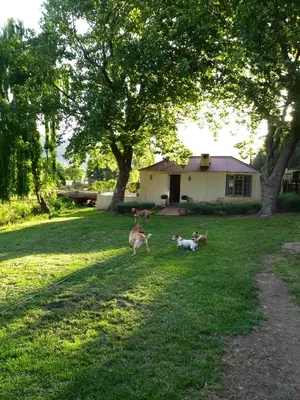 two dogs running in the grass in front of a house at Cabernet Cottage Be Still and Know in Franschhoek