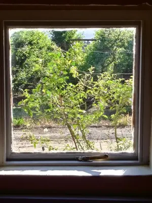 a window with a view of a bush at Cabernet Cottage Be Still and Know in Franschhoek