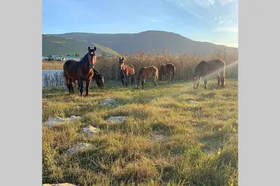 a group of horses grazing in a field at Rooi Els Sea Cottage in Rooiels