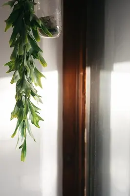 a green plant hanging from a door knob at Rooi Els Sea Cottage in Rooiels