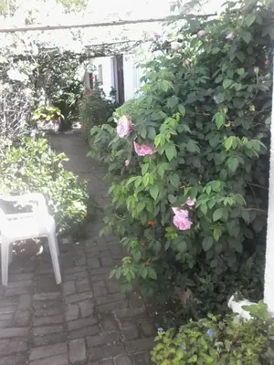 a bush with pink roses growing on the side of a building at Self Catering unit7 , Sandbaai in Hermanus