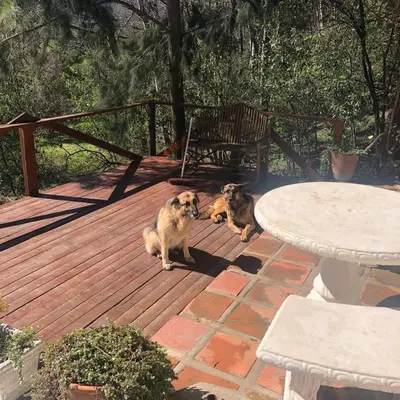 two dogs sitting on a deck next to a table at Little Willow Brooke in Franschhoek