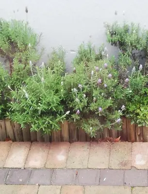 a fence with some plants on it at Bachelor cottage STRICTLY HALAAL Garlandale Rondebosch East in Cape Town