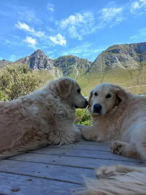 two dogs laying on a table with mountains in the background at Thundering waves in Bettyʼs Bay