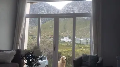 a dog standing in front of a large window at Thundering waves in Bettyʼs Bay