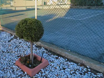 a small tree in a pot in front of a fence at On The Beach At Strand in Strand