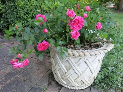 a basket filled with pink roses on a patio at Featherbed in Somerset West