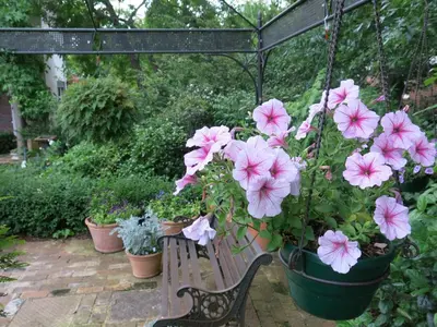 a bunch of pink flowers in a pot on a bench at Featherbed in Somerset West