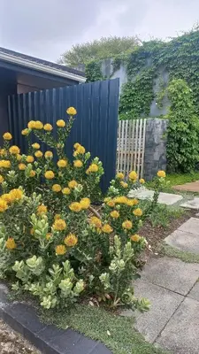 a garden with yellow flowers in front of a fence at Yellow Door Hermanus in Hermanus