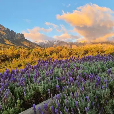 a field of purple flowers with mountains in the background at Exquisite chalet on private nature reserve in Wolseley