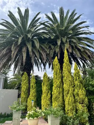 two palm trees in a garden with bushes at Somerset West All Stay 1 in Somerset West