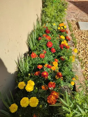 a bunch of colorful flowers in a garden at Marigold in Brackenfell