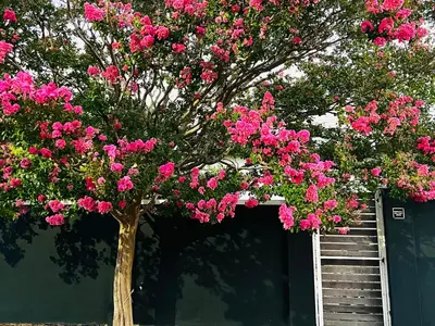 a tree with pink flowers in front of a house at Spacious Stays Apartment in Paarl