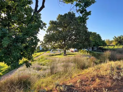 a field of tall grass with trees in the background at Penhill Farm East Grange in Nuy