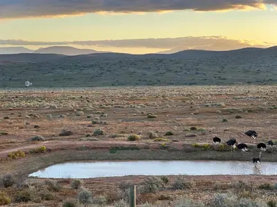 a group of animals standing around a watering hole in a field at Penhill Farm East Grange in Nuy